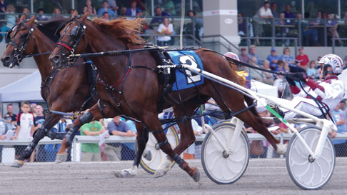 Standardbred Harness Racing at the Meadows