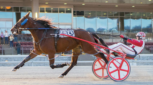 harness racing horse and cart