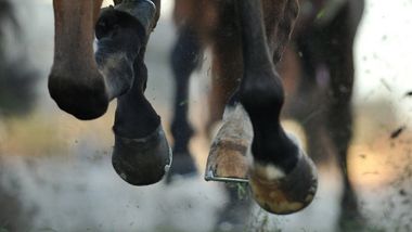 horse hooves